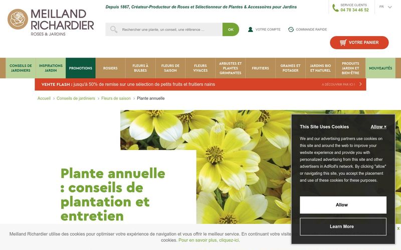 Plante annuelle : conseils de plantation et entretien