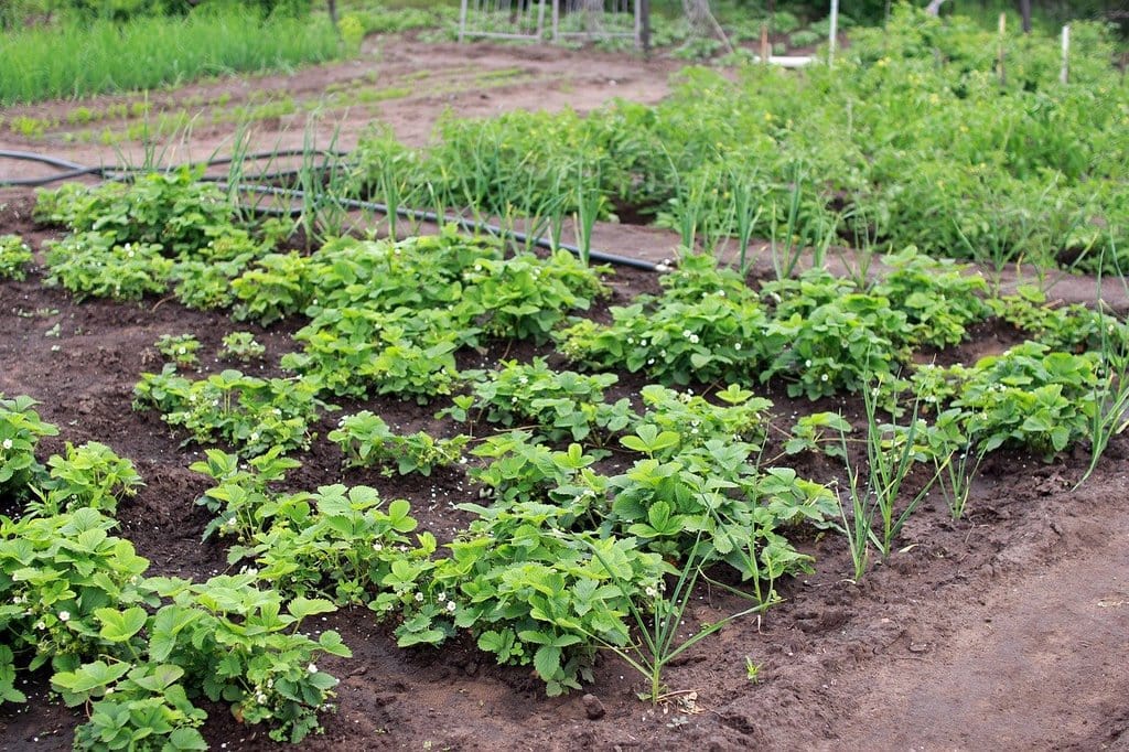 Entretenir un jardin sans produits chimiques